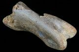 Struthiomimus Hand Bone - Montana #72531-1